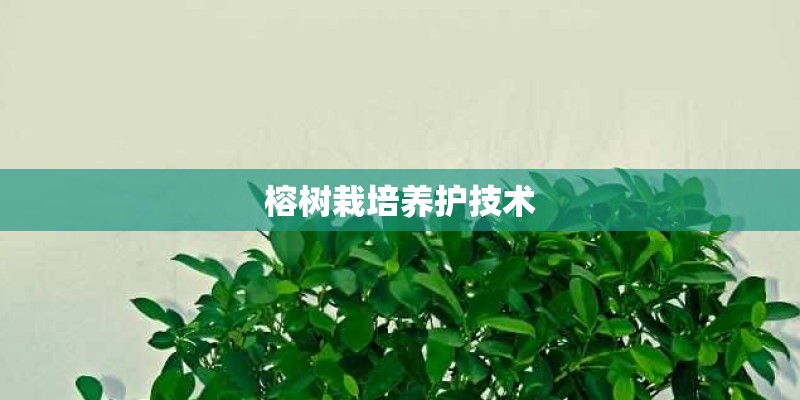 榕树栽培养护技术