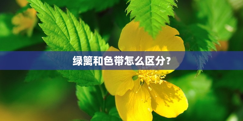 绿篱和色带怎么区分？