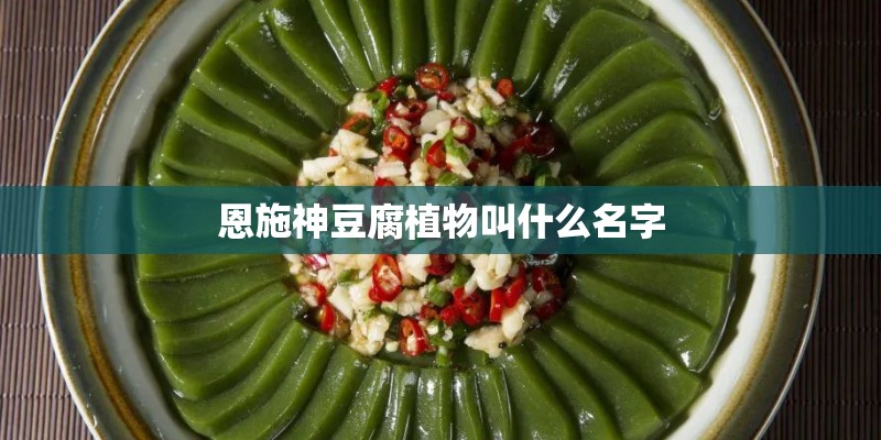 恩施神豆腐植物叫什么名字