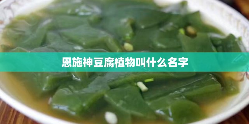 恩施神豆腐植物叫什么名字