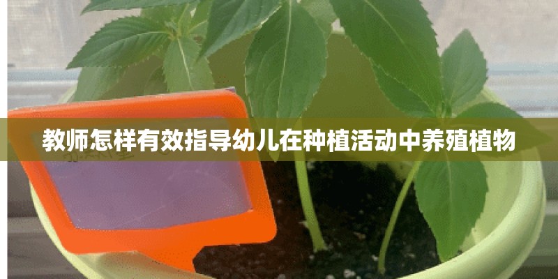 教师怎样有效指导幼儿在种植活动中养殖植物