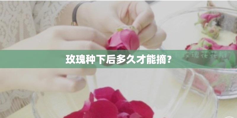 玫瑰种下后多久才能摘？