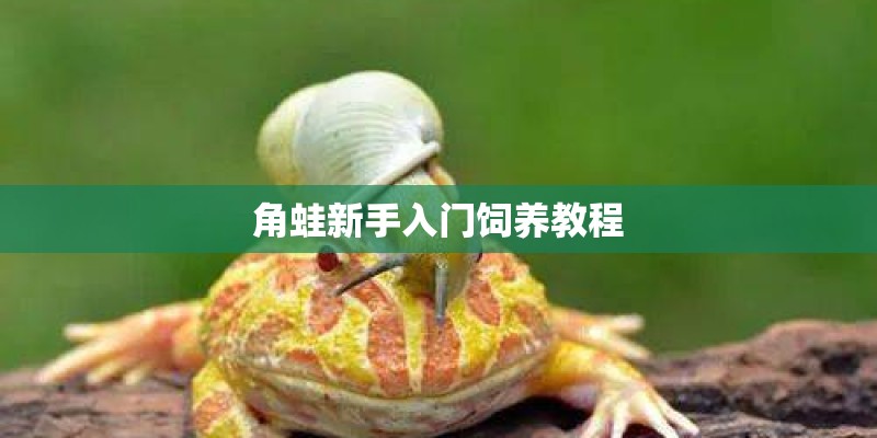 角蛙新手入门饲养教程