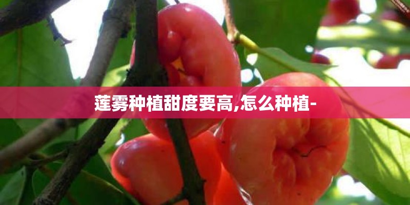 莲雾种植甜度要高,怎么种植-