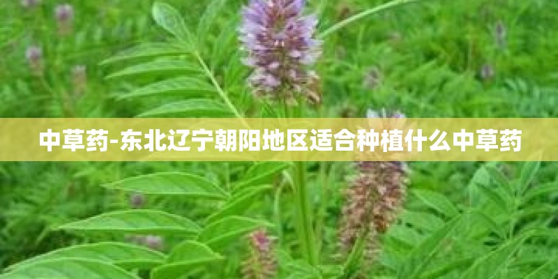 中草药-东北辽宁朝阳地区适合种植什么中草药