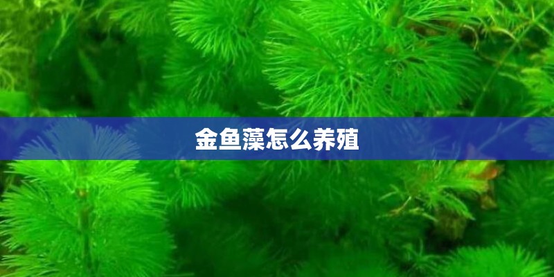 金鱼藻怎么养殖
